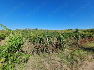 De vanzare teren extravilan arabil si vie.Pret 4 euro m.p. - imagine 5