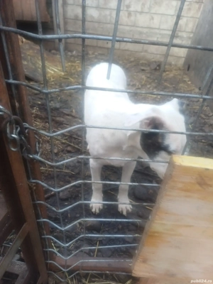 o femela dog argentino - imagine 2 o femela dog argentino - imagine 2