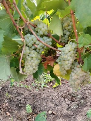 Vand struguri de vin. DETALII LA NR   