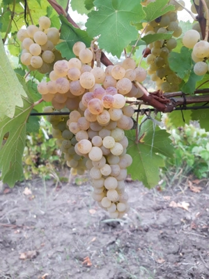 Vand vin productie 2024 - imagine 2