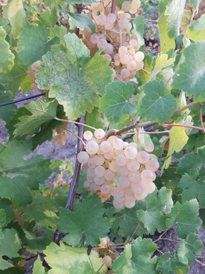 Vand vin productie 2024 - imagine 5