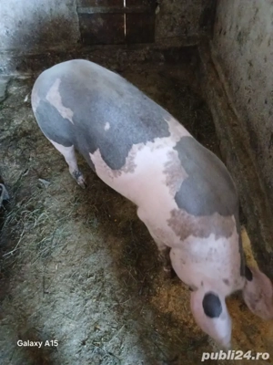 vând  porci       de carne   - imagine 3 vând  porci       de carne   - imagine 3