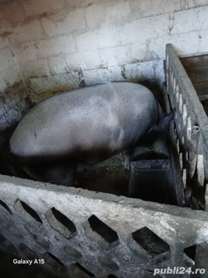 vând  porci       de carne   - imagine 2 vând  porci       de carne   - imagine 2