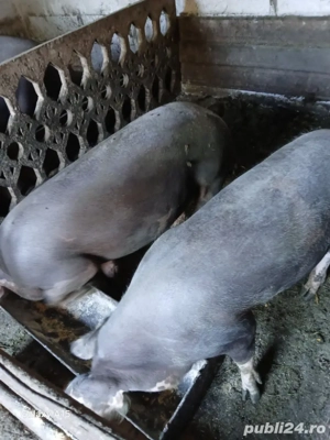 vând  porci       de carne   - imagine 4 vând  porci       de carne   - imagine 4