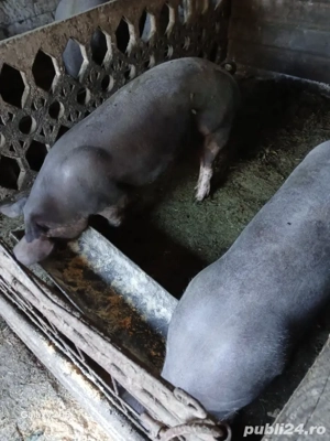 vând  porci       de carne   - imagine 5 vând  porci       de carne   - imagine 5