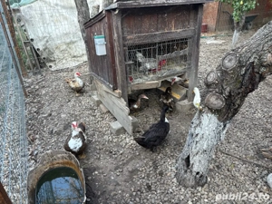 Vand rate mute si romanesti - imagine 2