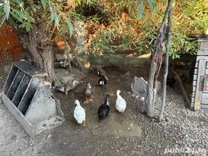 Vand rate mute si romanesti - imagine 3