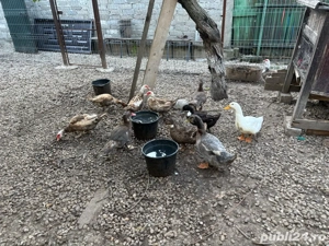 Vand rate mute si romanesti - imagine 4