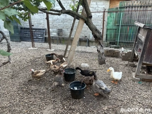 Vand rate mute si romanesti