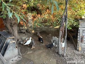 Vand rate mute si romanesti - imagine 5