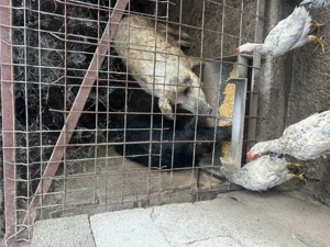 Vând porci mangaliță  - imagine 2