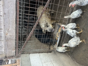 Vând porci mangaliță 