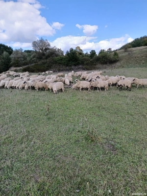 Vand 300 de oi - imagine 2