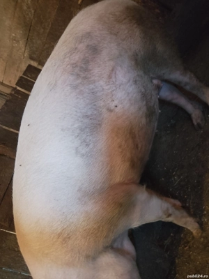 vând porc de aproximativ 180-200 kg - imagine 2 vând porc de aproximativ 180-200 kg - imagine 2