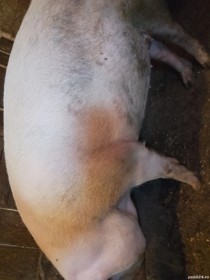 vând porc de aproximativ 180-200 kg - imagine 3 vând porc de aproximativ 180-200 kg - imagine 3