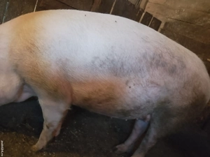 vând porc de aproximativ 180-200 kg