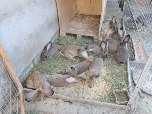 Vand iepuri de rasa tineret 