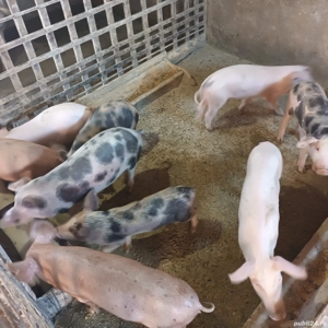 porci de vanzare