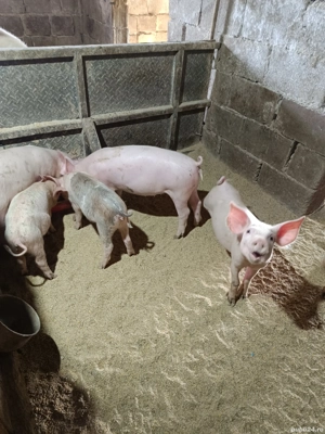 vand purcei marele alb - imagine 2