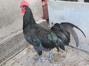 Vand exemplare deosebite cocosi si puicute de australorp si plimuth rock barat.