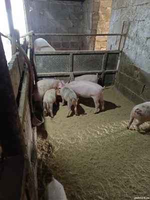 vand purcei marele alb - imagine 3