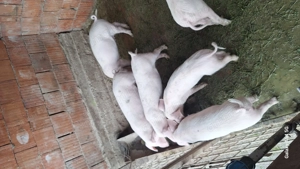 Purcei tn70 cu landras pur 