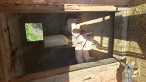 Purcei tn70 cu landras pur  - imagine 3