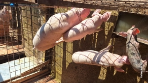 Purcei tn70 cu landras pur  - imagine 4