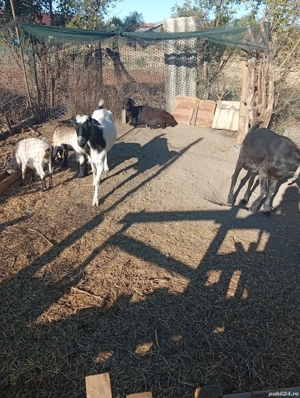 un tap anglonubian doua capre si doua iede