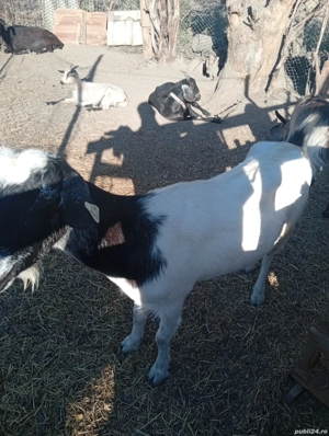 un tap anglonubian doua capre si doua iede - imagine 3