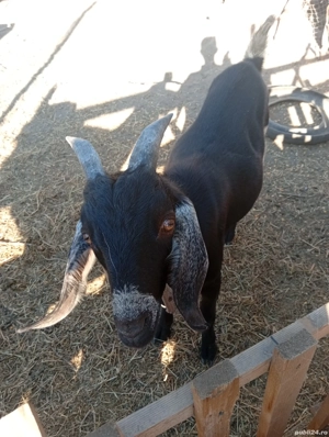 un tap anglonubian doua capre si doua iede - imagine 2