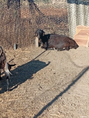 un tap anglonubian doua capre si doua iede - imagine 5