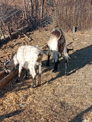 un tap anglonubian doua capre si doua iede - imagine 4