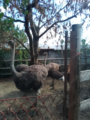 Struț de vînzare  - imagine 2