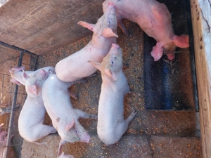 Vând purcei județul Argeș 