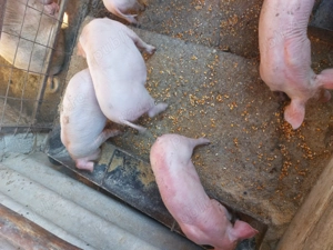 Vând purcei județul Argeș 