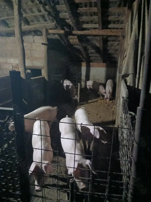 Vând grostei - imagine 2