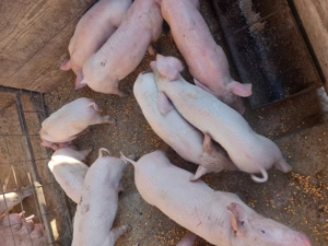 Vând purcei județul Argeș  - imagine 2 Vând purcei județul Argeș  - imagine 2