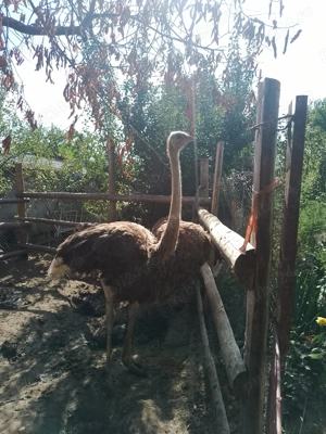 Struț de vînzare  - imagine 5