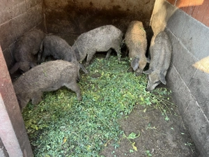 Purcei Mangalita - imagine 2