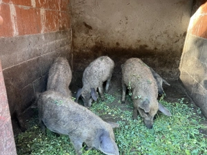 Purcei Mangalita - imagine 3