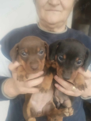 Căței tekel originali - imagine 3