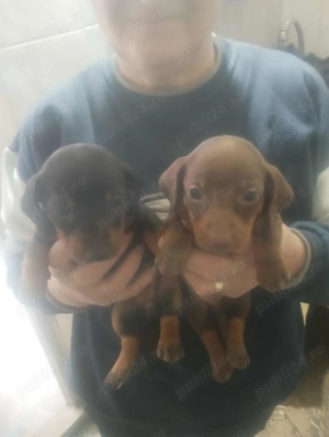 Căței tekel originali - imagine 4