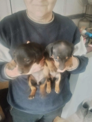 Căței tekel originali - imagine 2