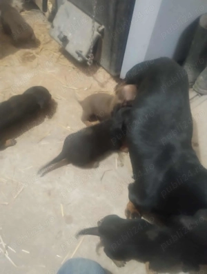 Căței tekel originali