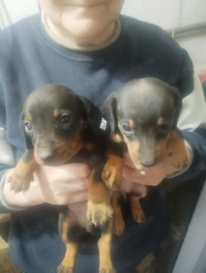 Căței tekel originali - imagine 5