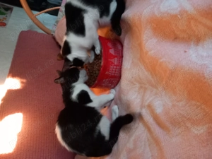 Adopție 2motanei  - imagine 2 Adopție 2motanei  - imagine 2