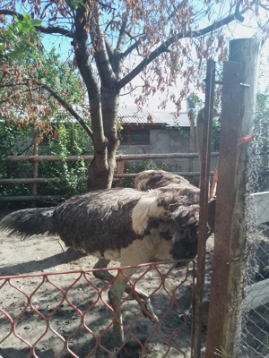 Struț de vînzare  - imagine 4