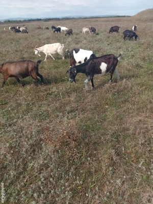 vând capre și oi