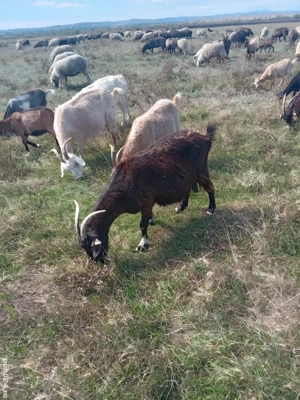 vând capre și oi - imagine 2